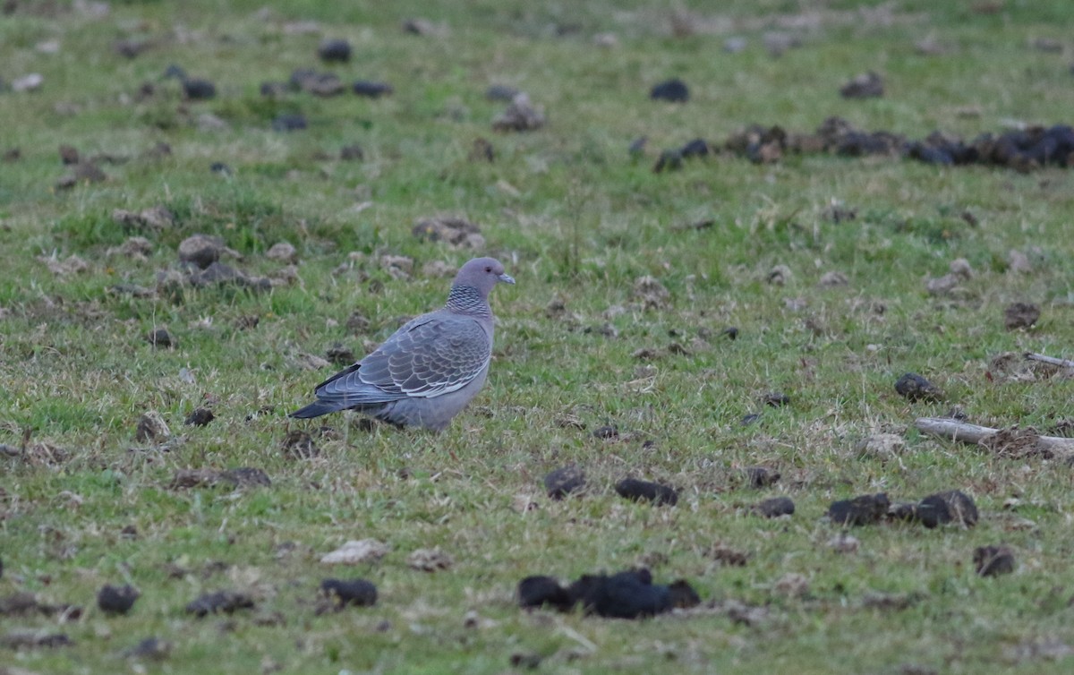 Picazuro Pigeon - ML166225351