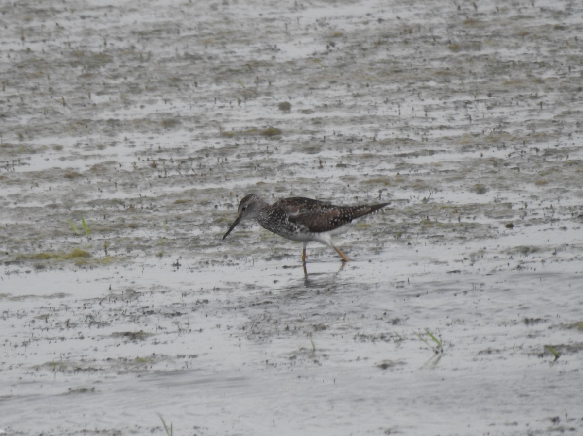 Lesser Yellowlegs - ML166225921