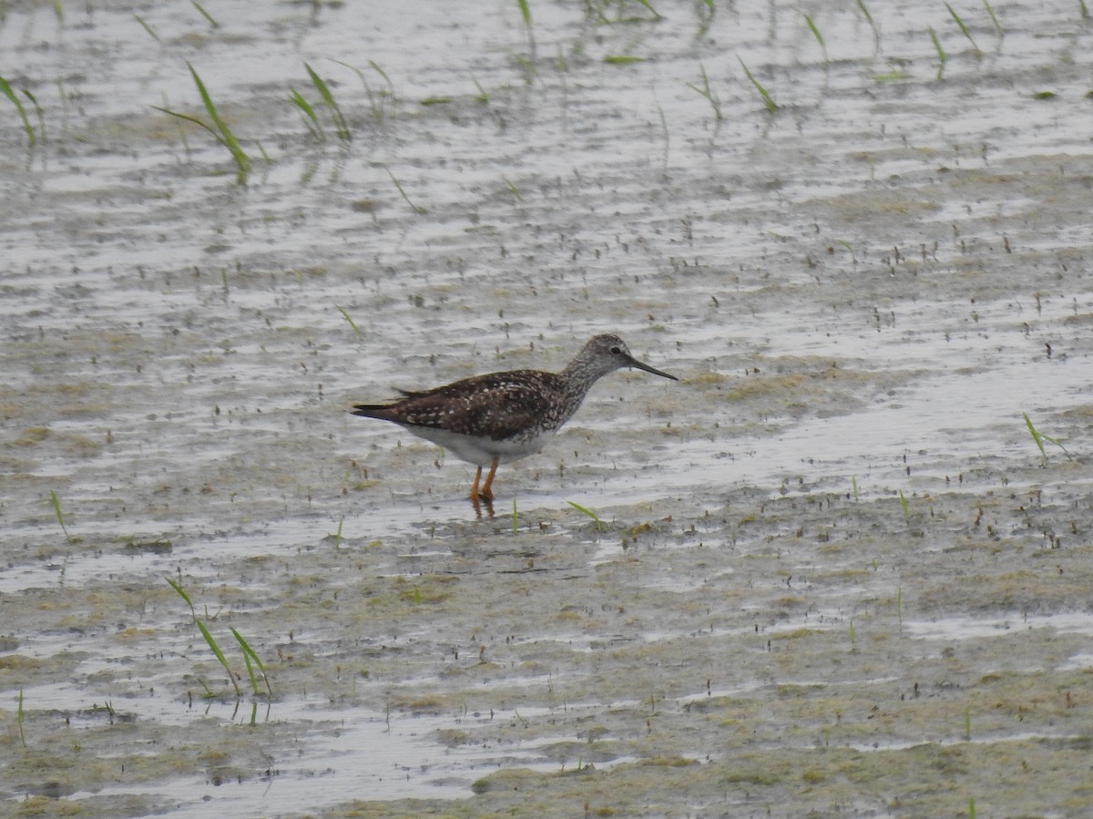 Lesser Yellowlegs - ML166225991