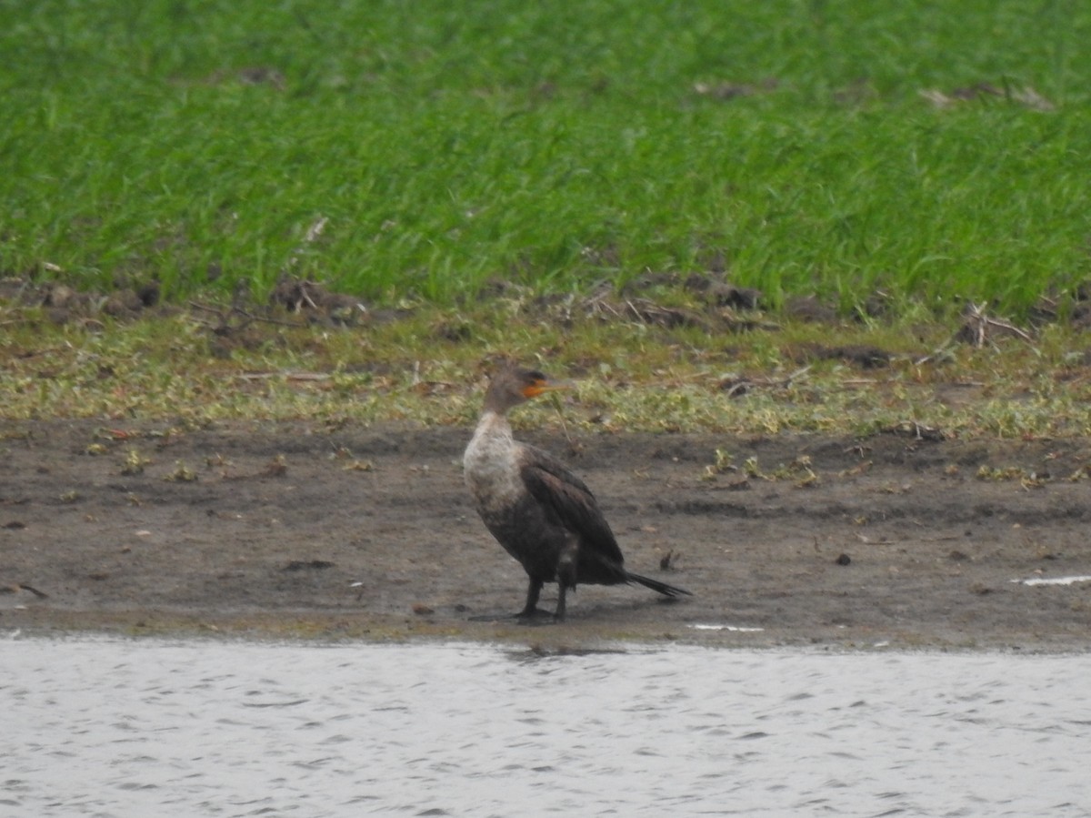 Cormoran à aigrettes - ML166226421