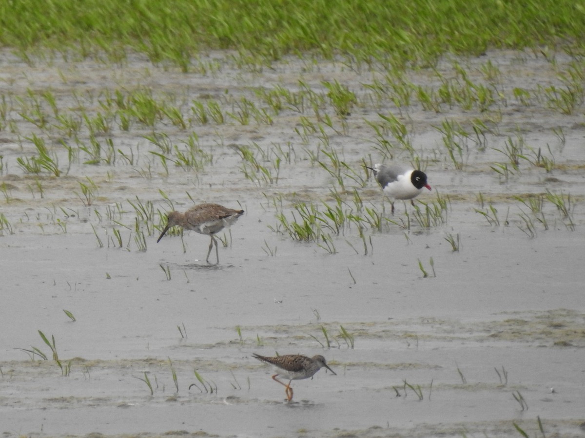 Lesser Yellowlegs - ML166226521