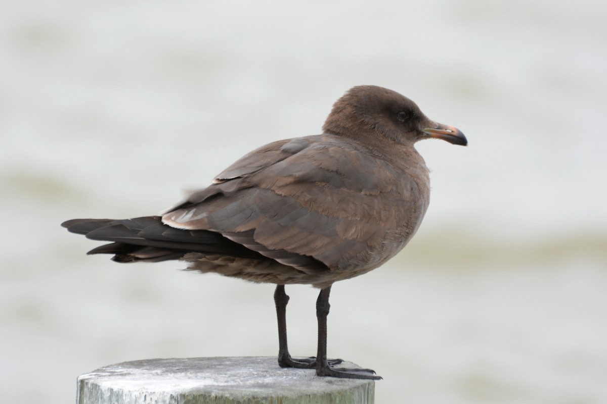 Heermann's Gull - ML166226631