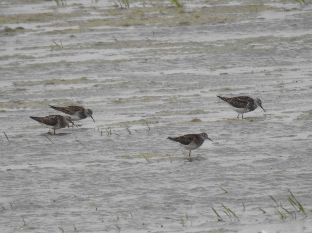 Pectoral Sandpiper - ML166226641