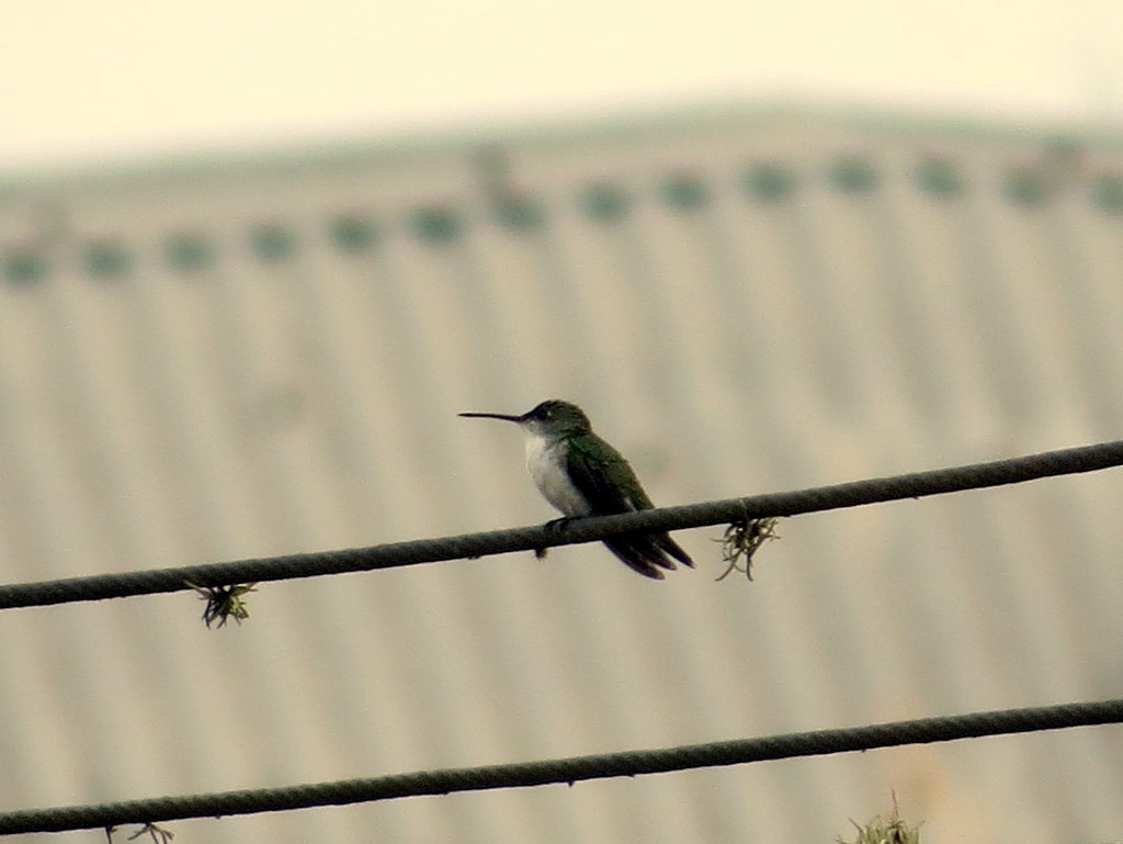 kolibřík bělobřichý - ML166226661