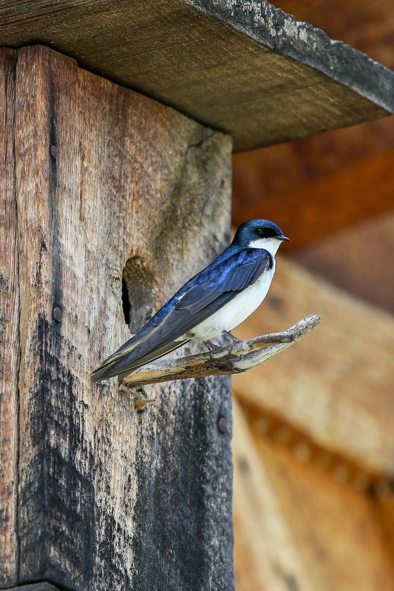 Tree Swallow - Peter Arnold