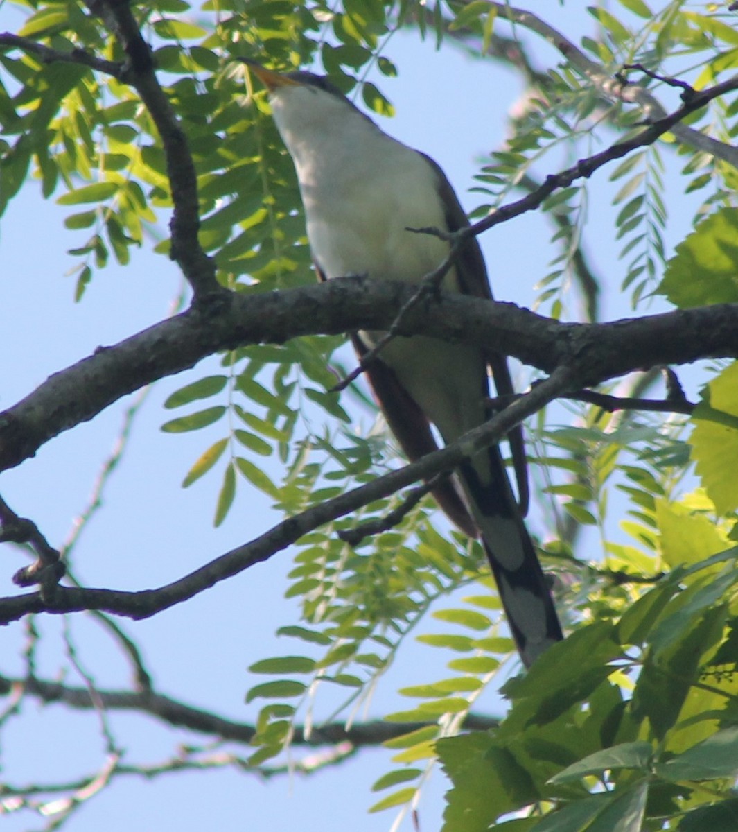 Yellow-billed Cuckoo - Dale Anderson