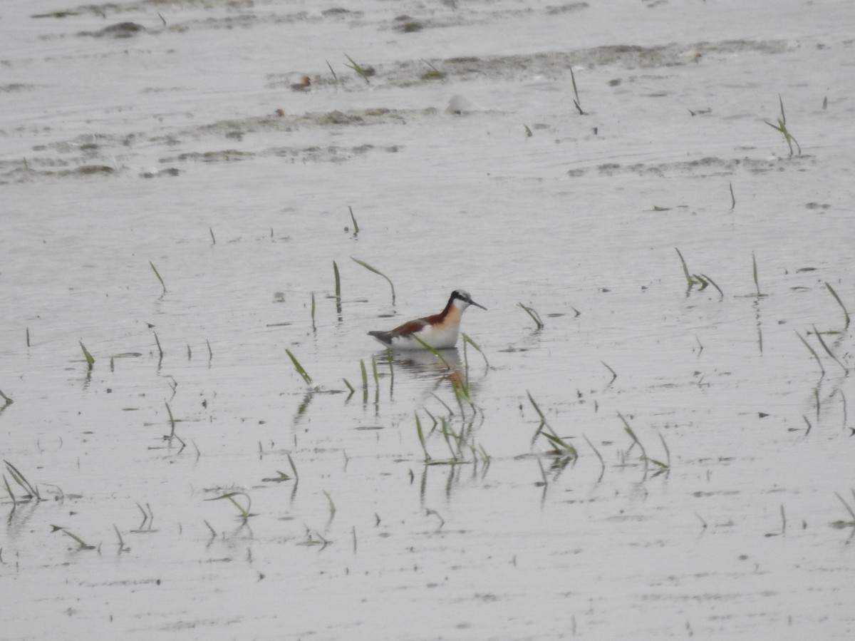 Phalarope de Wilson - ML166226991