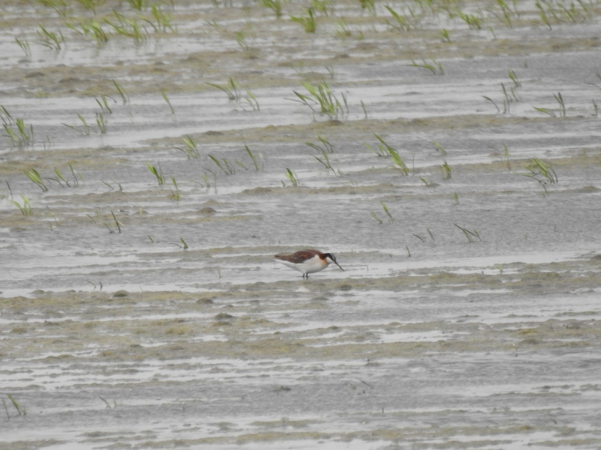 Phalarope de Wilson - ML166227011