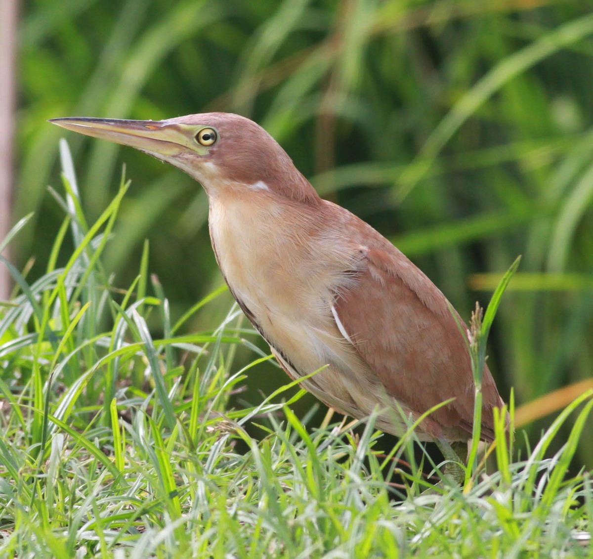 Cinnamon Bittern - ML166227261