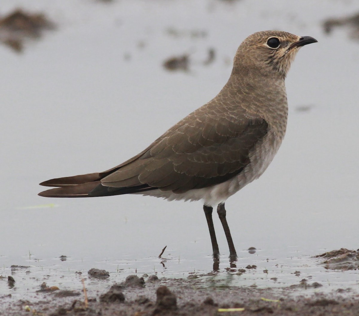 Oriental Pratincole - ML166227531