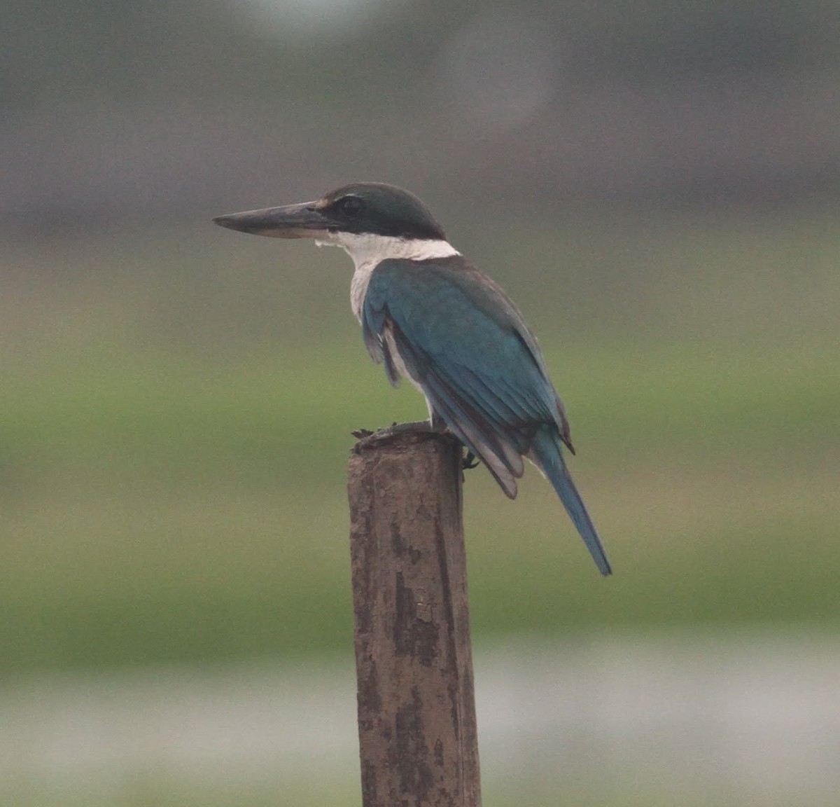 Collared Kingfisher - ML166228241