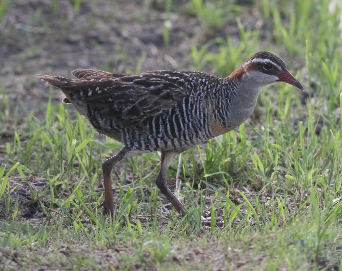 Buff-banded Rail - ML166228711