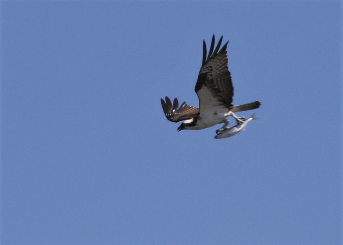 Balbuzard pêcheur - ML166229261