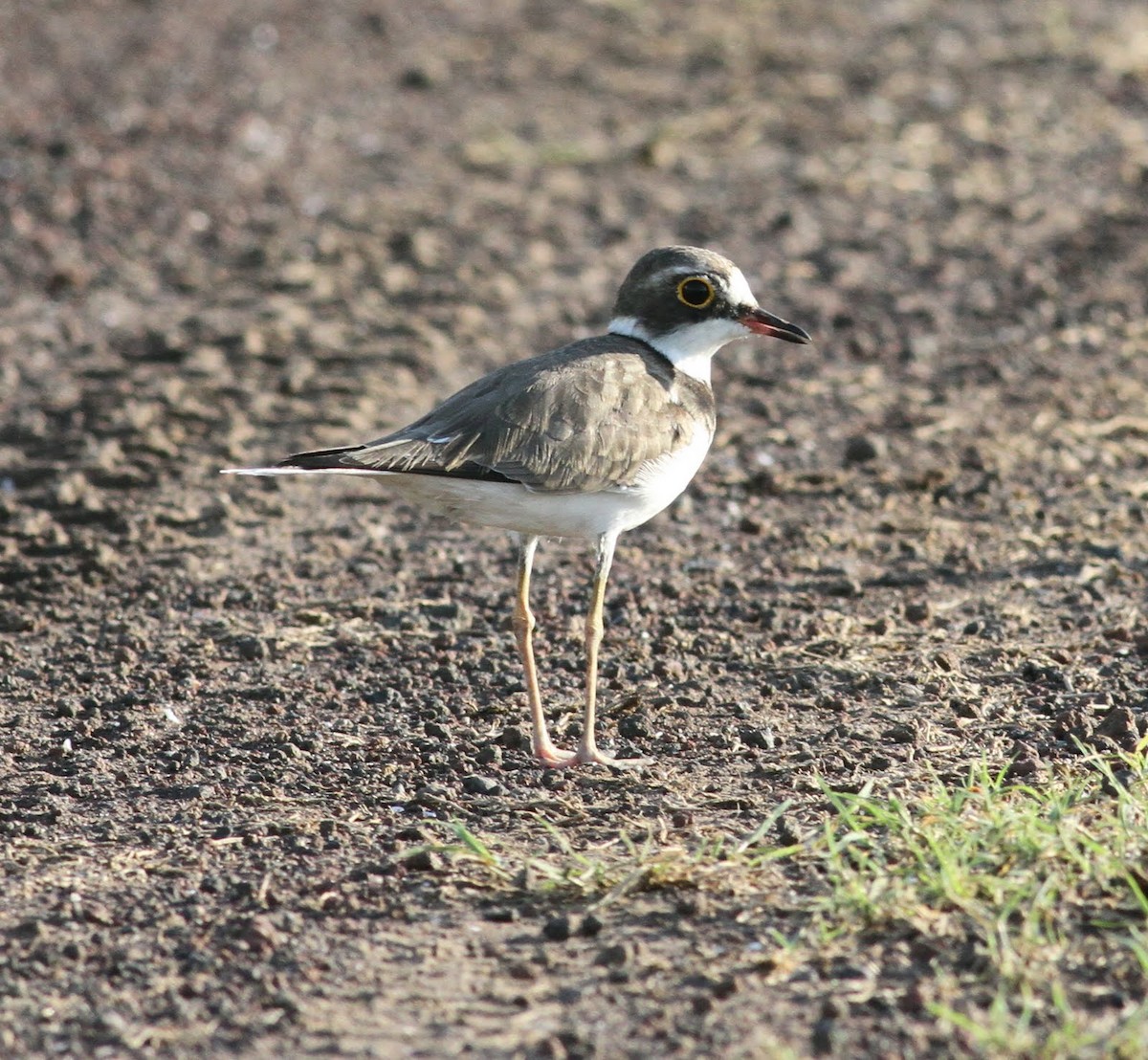 Little Ringed Plover - ML166230301