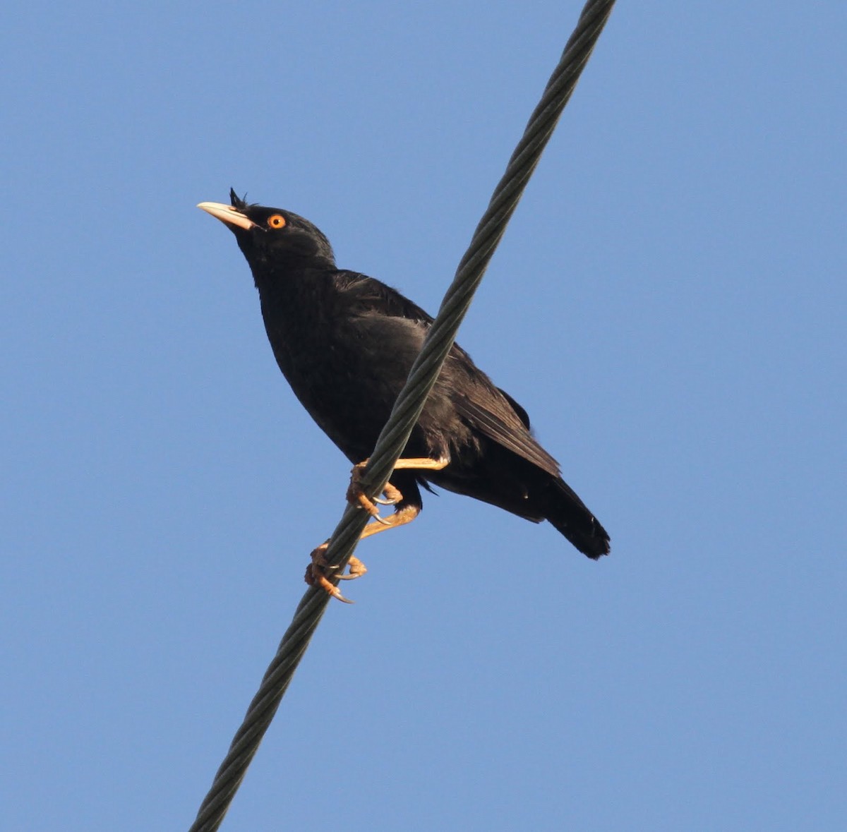 Crested Myna - ML166230341