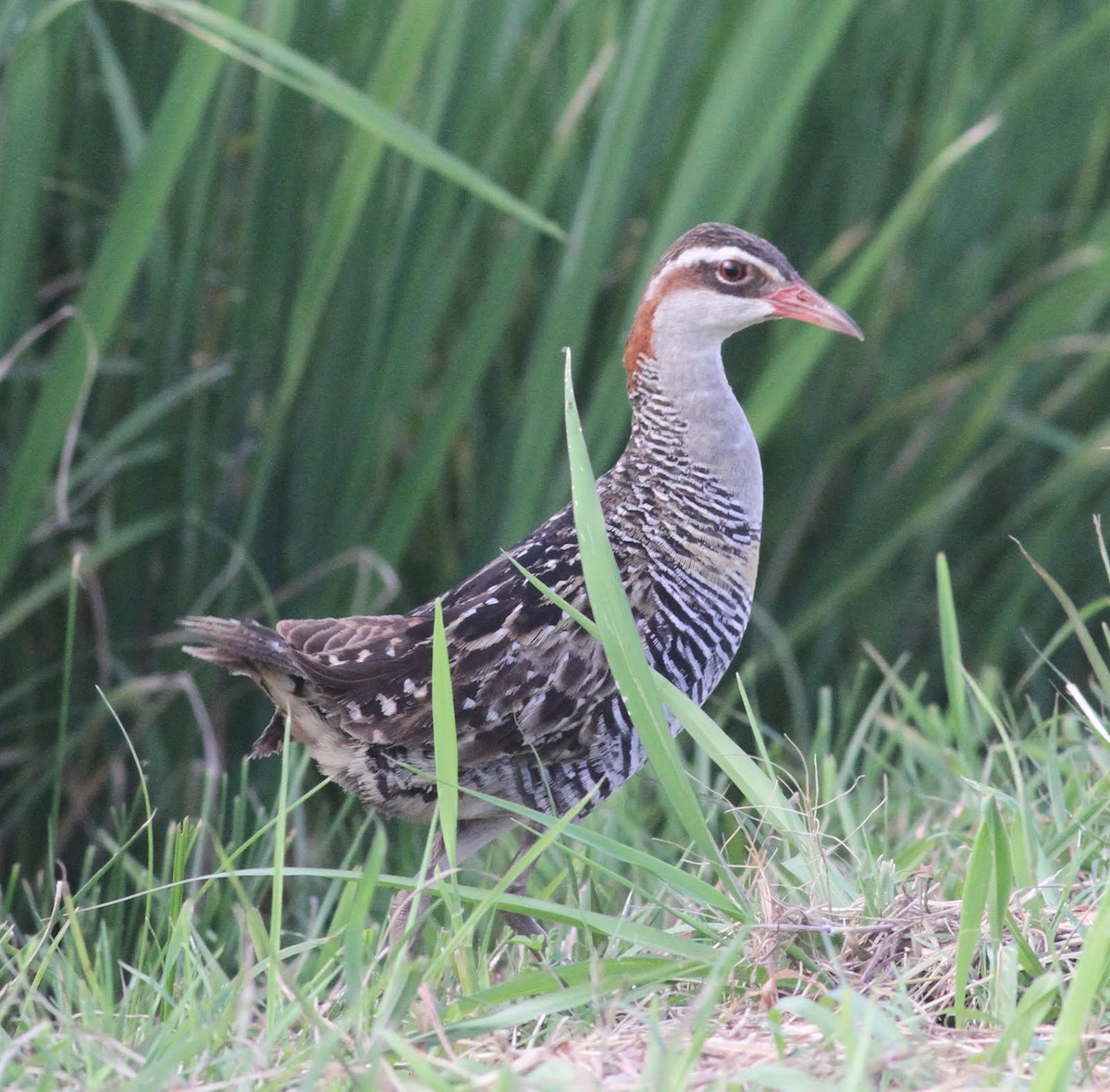 Buff-banded Rail - ML166230421