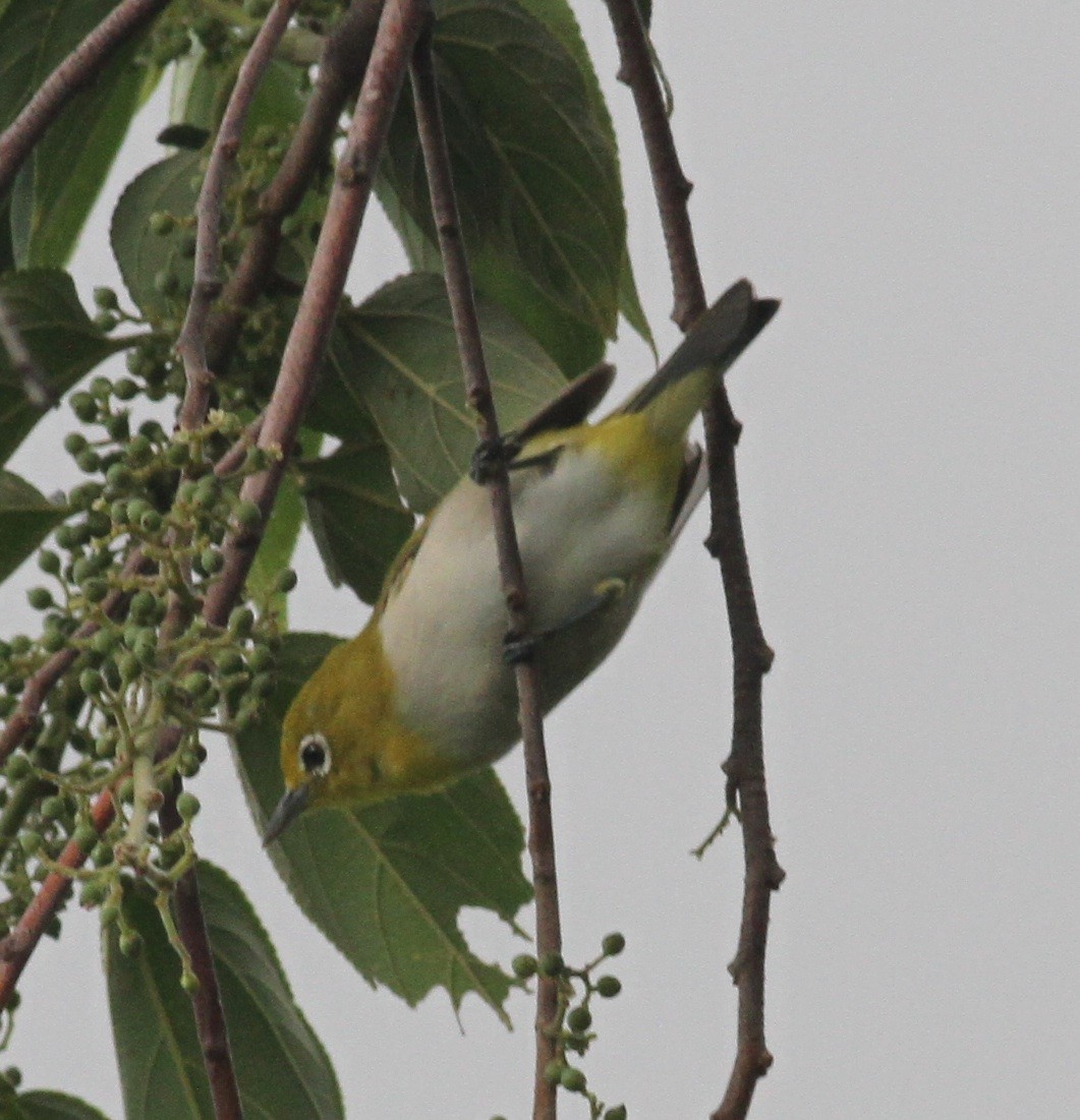 Lowland White-eye - ML166230741