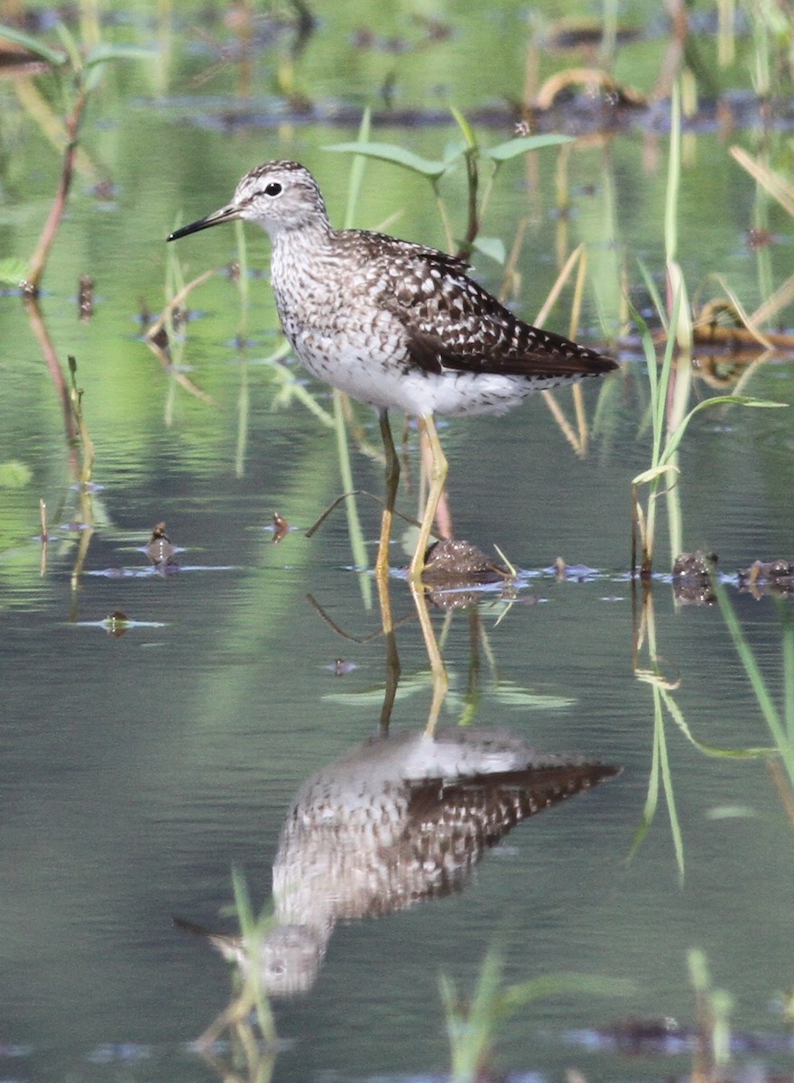 Wood Sandpiper - ML166230851