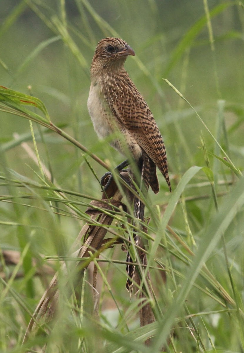 Lesser Coucal - ML166230981