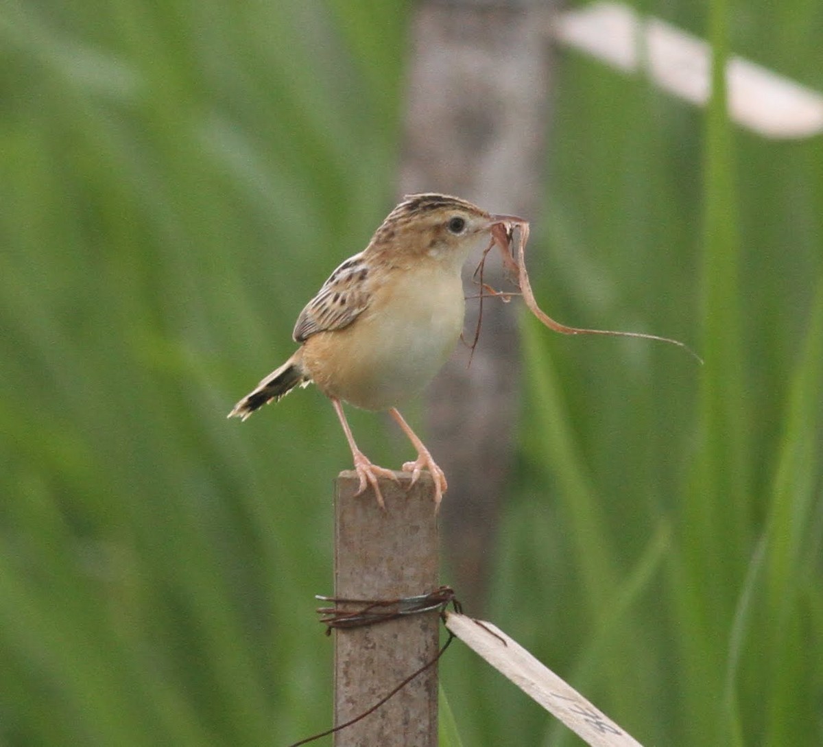 Zitting Cisticola - ML166231051