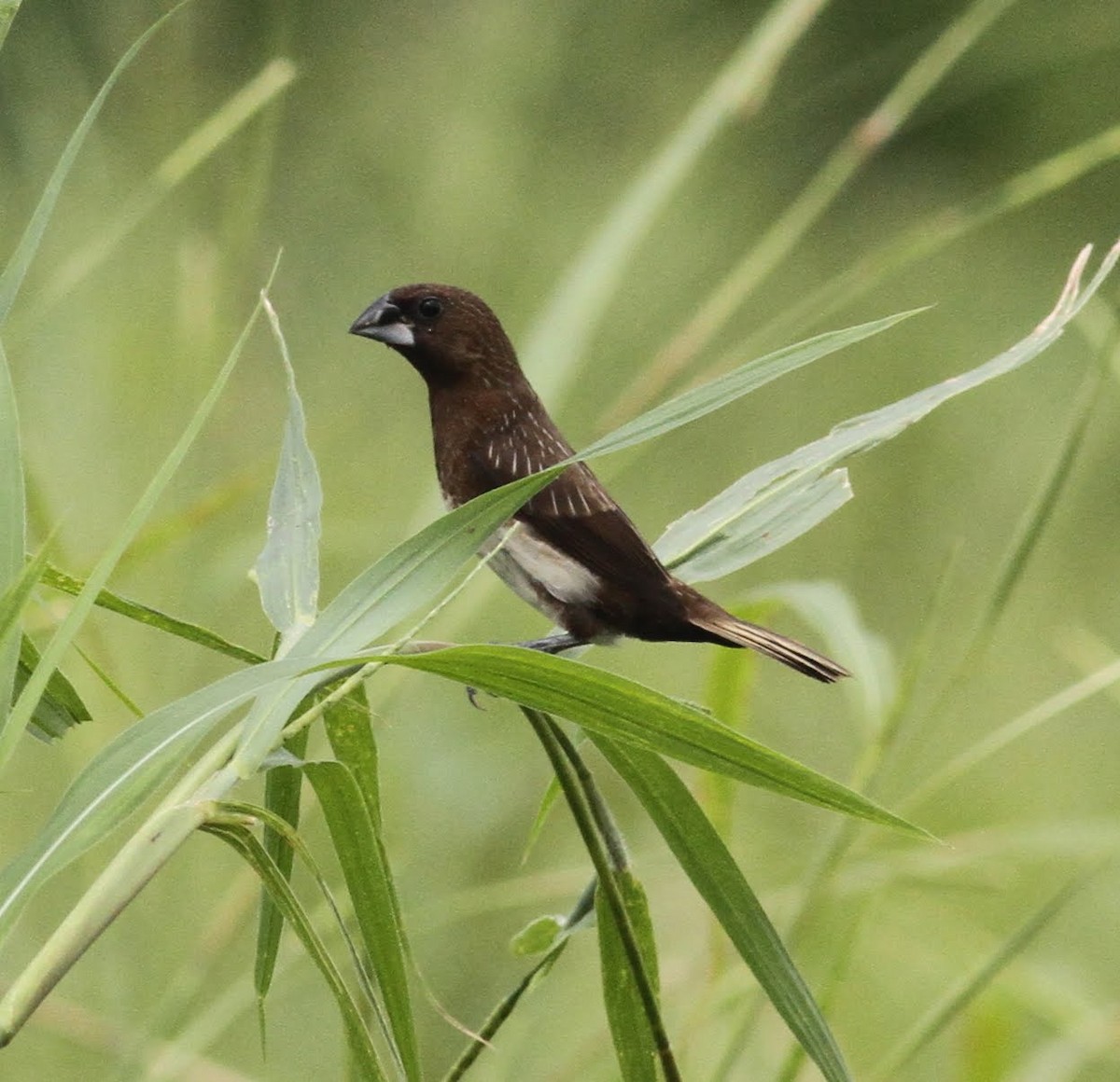 White-bellied Munia - Paul Bourdin