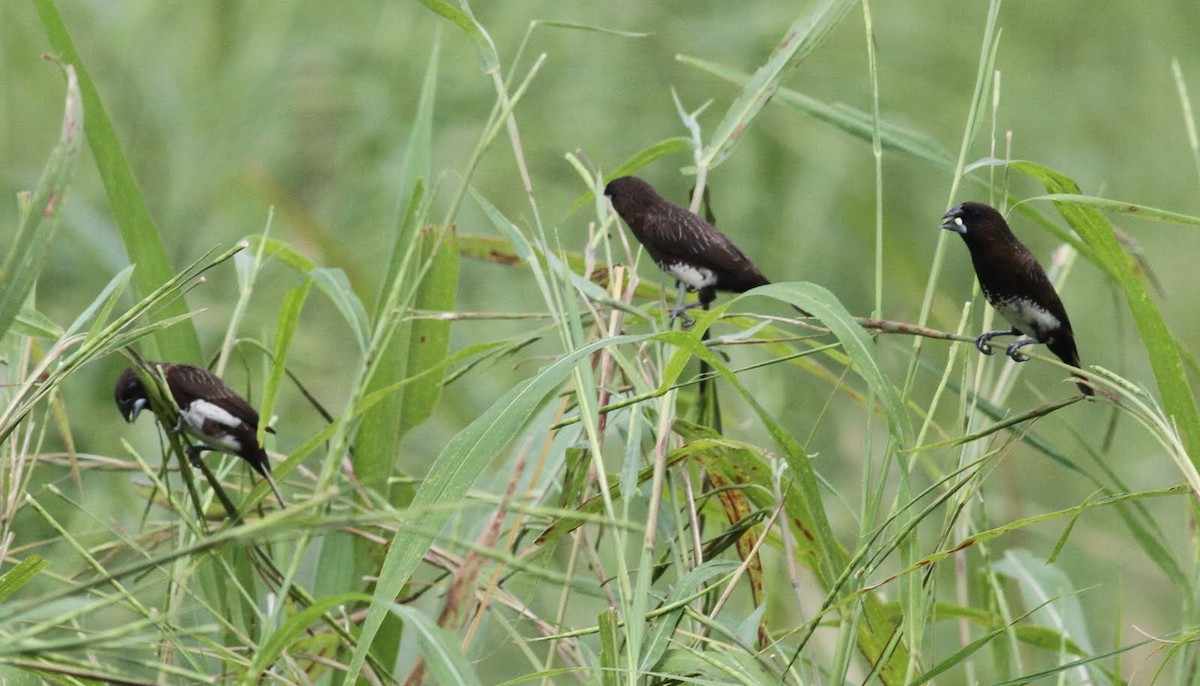 White-bellied Munia - ML166231461