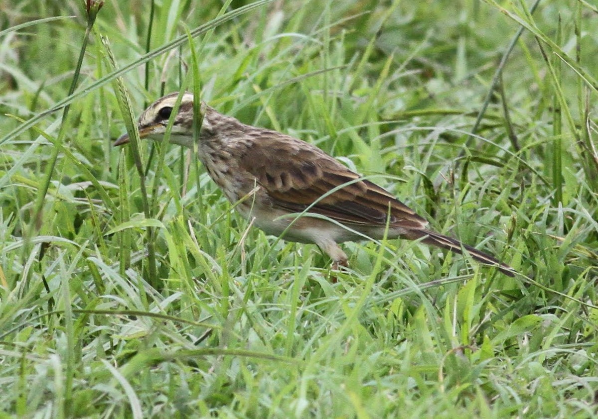 Paddyfield Pipit - ML166231501