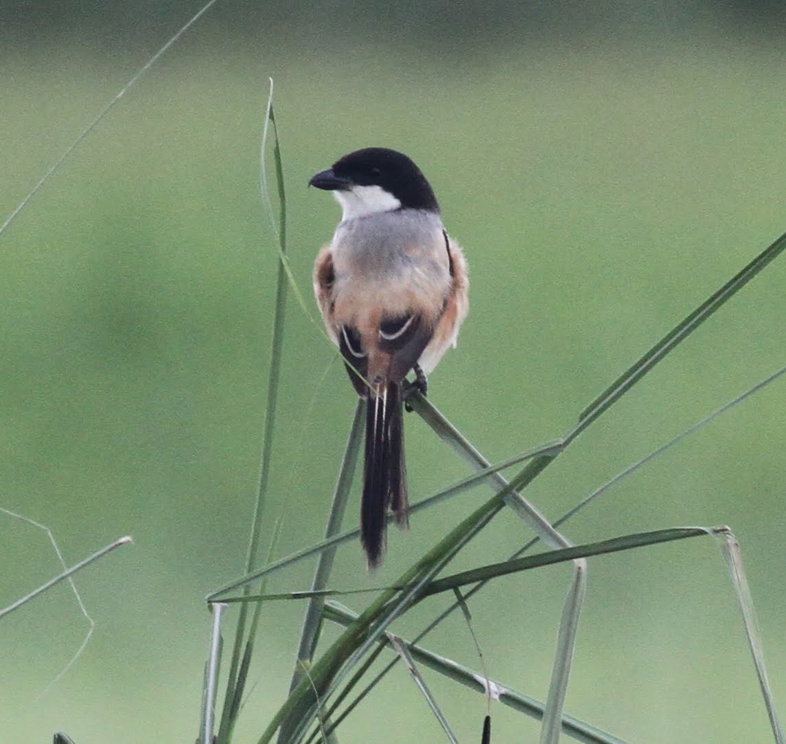 Long-tailed Shrike - ML166231531