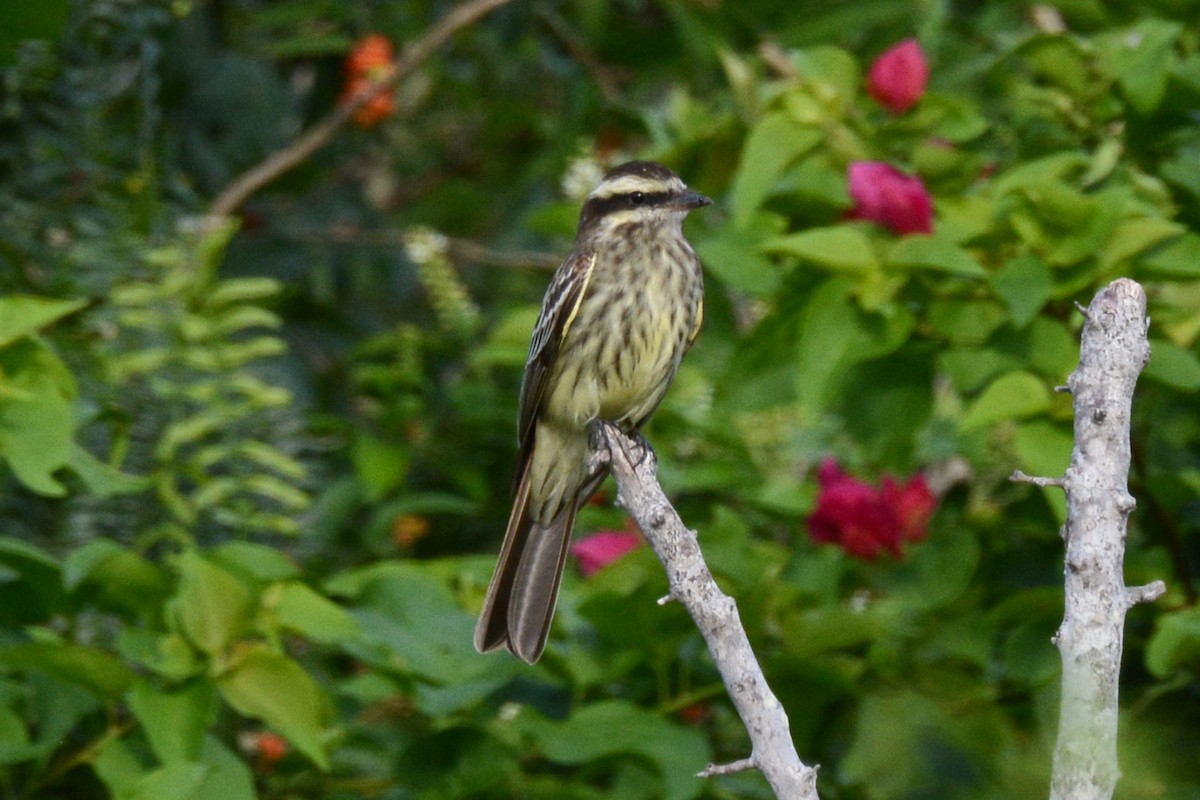 Variegated Flycatcher - ML166232871