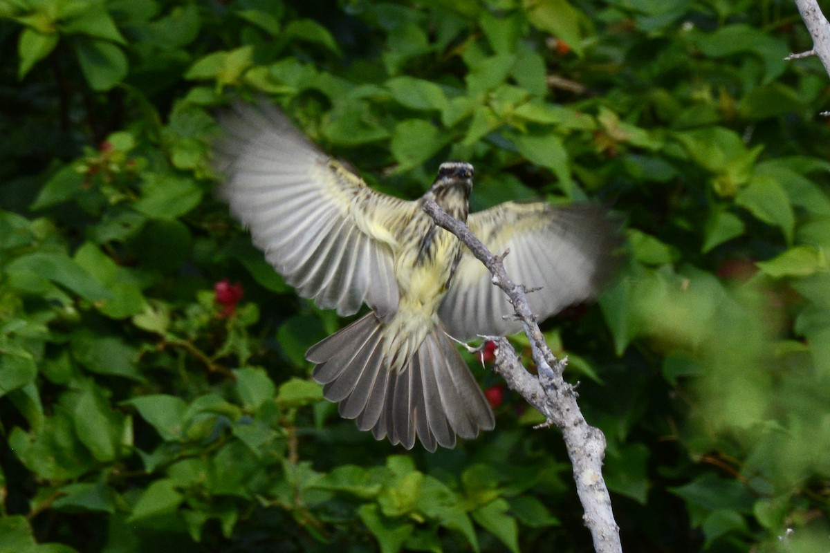 Variegated Flycatcher - ML166232891