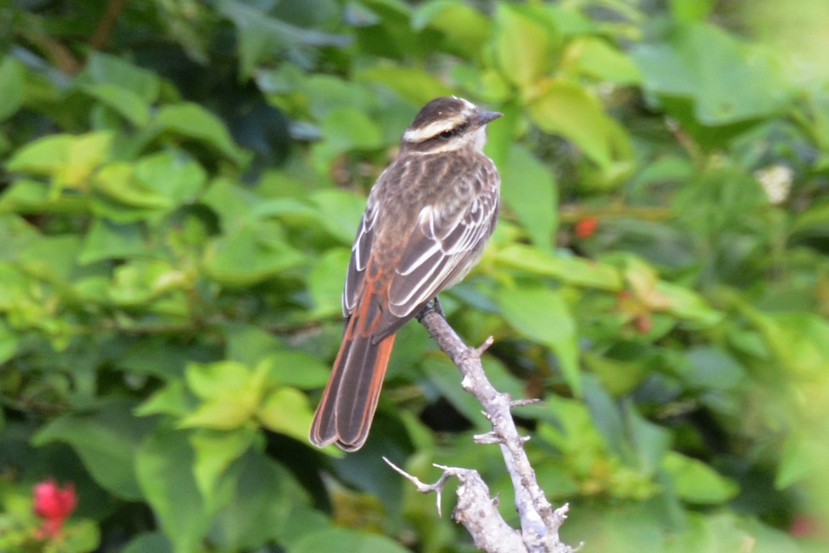 Variegated Flycatcher - ML166232931