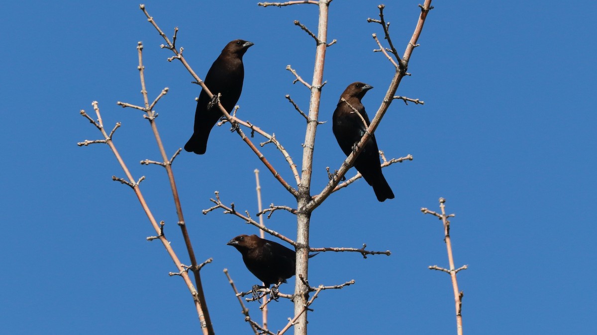 Brown-headed Cowbird - ML166233291