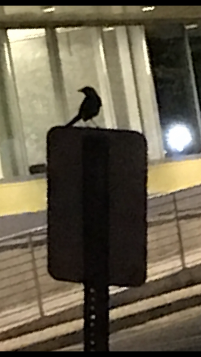 Northern Mockingbird - ML166234921