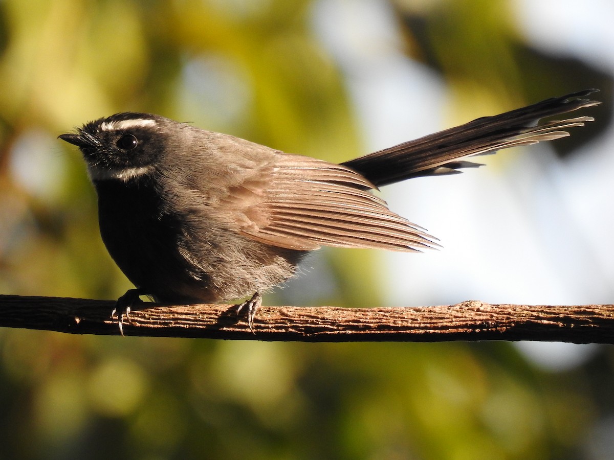 White-throated Fantail - ML166245481