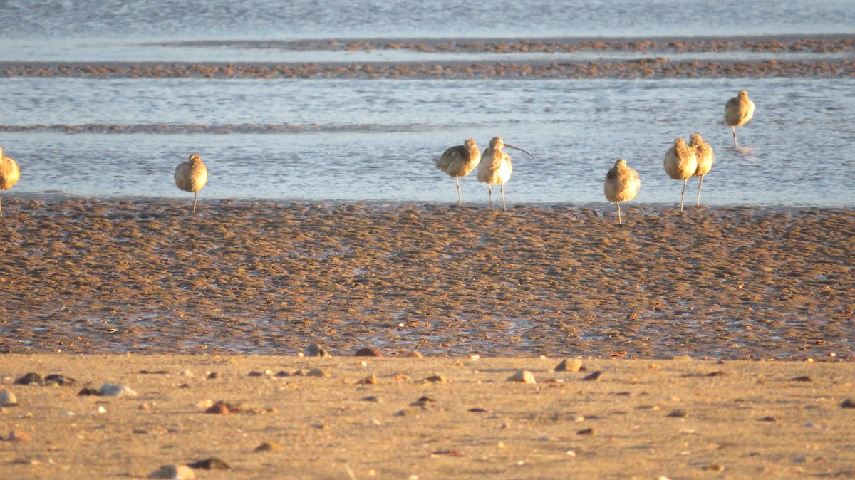 Long-billed Curlew - Mujeres Con Alas