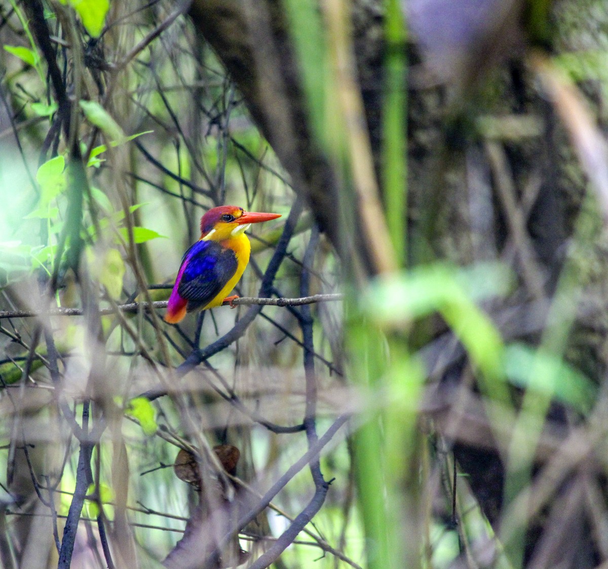 Black-backed Dwarf-Kingfisher - ML166247901