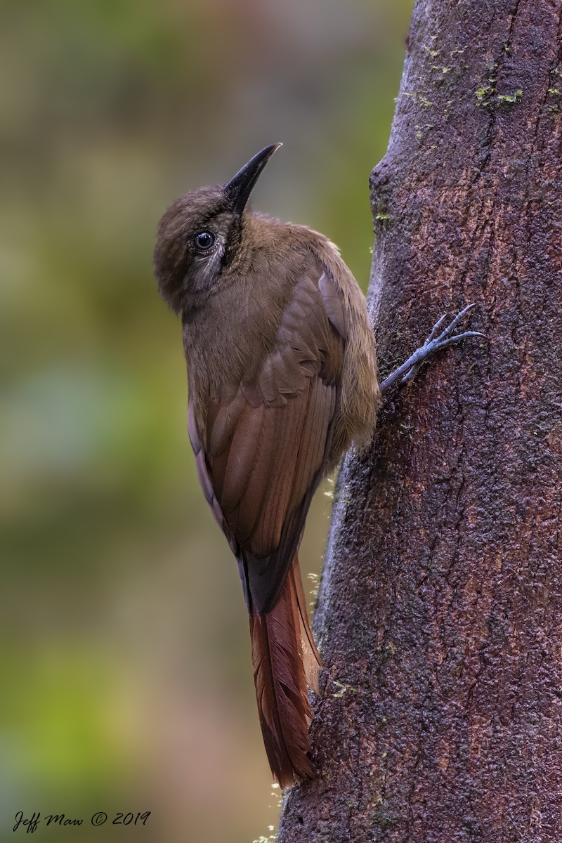 Plain-brown Woodcreeper - Jeff Maw