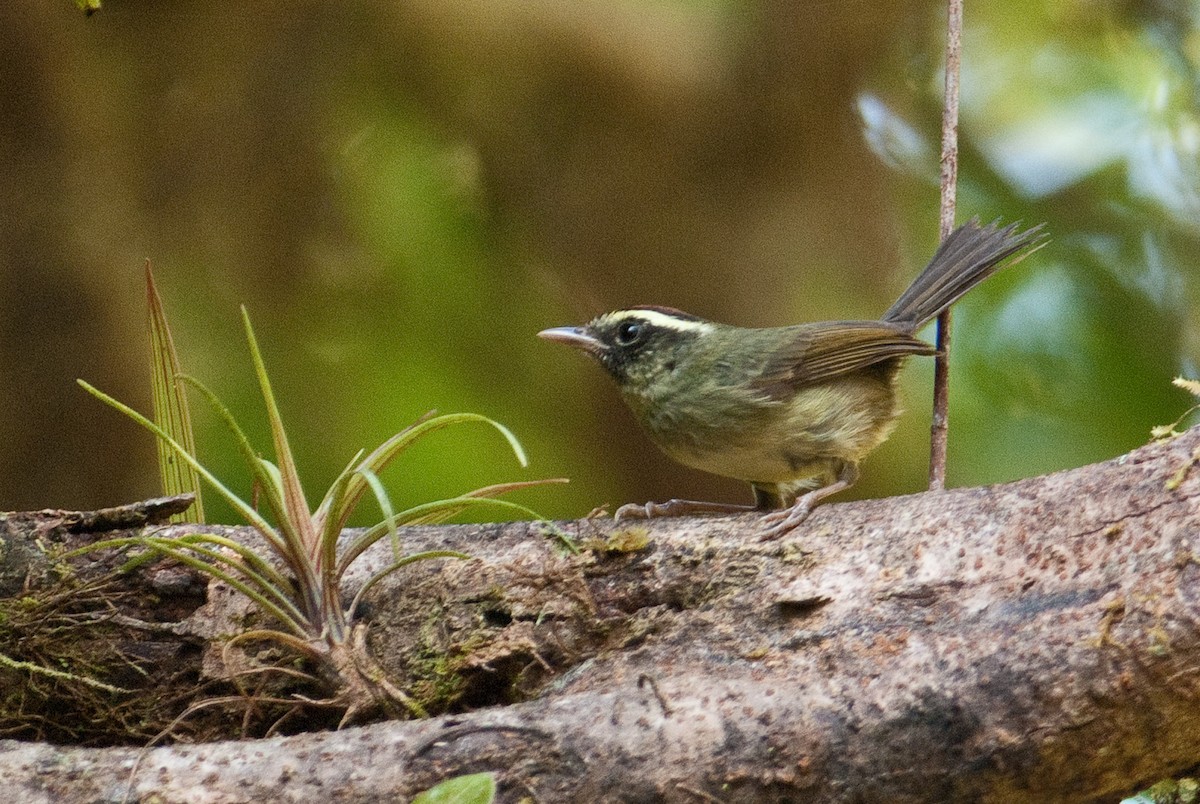 Pirre Warbler - ML166252131