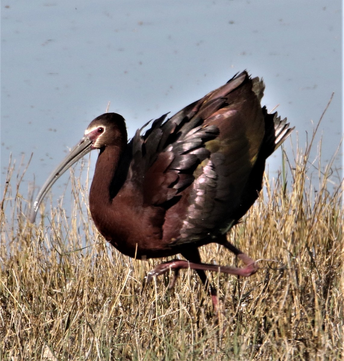 White-faced Ibis - Jim Stasz