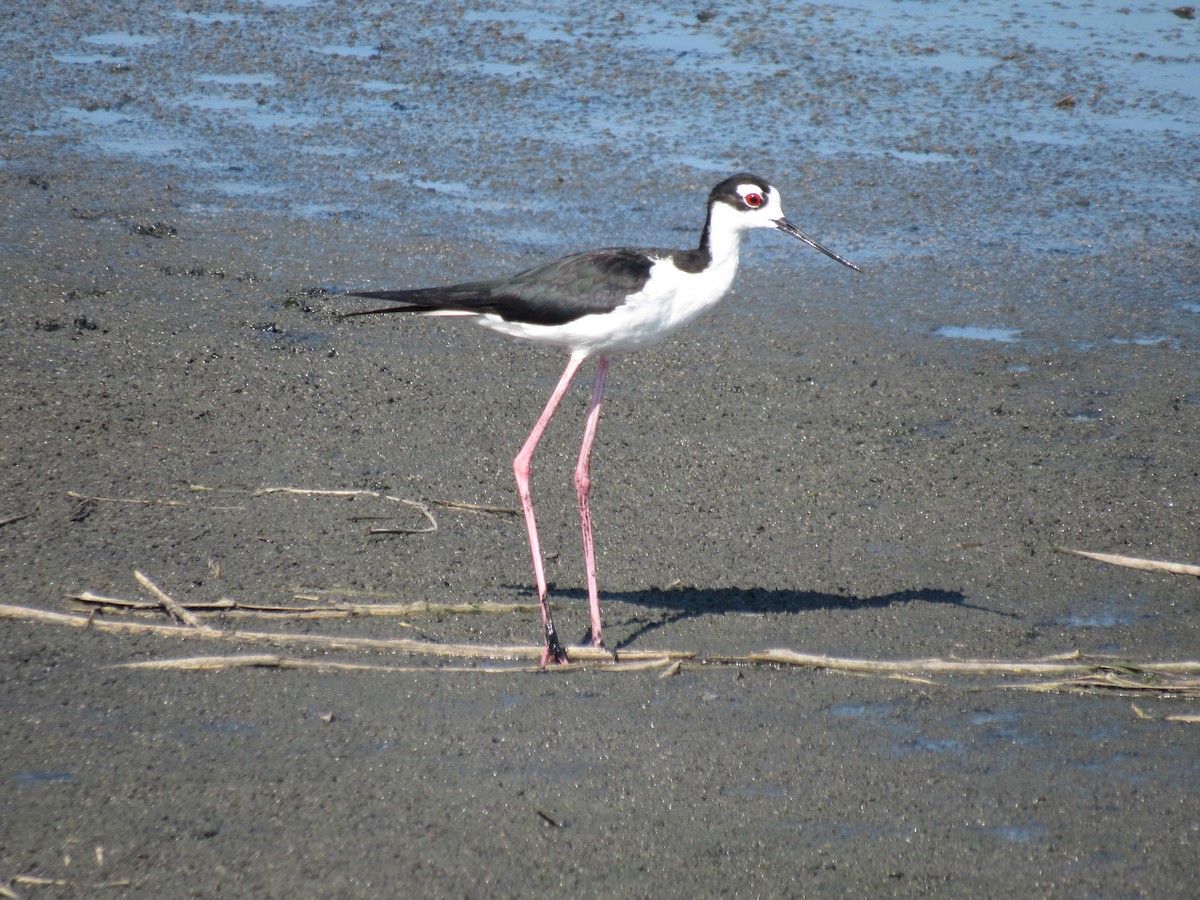 Black-necked Stilt - ML166256681