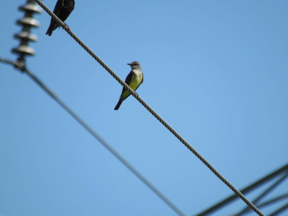 Western Kingbird - ML166256771