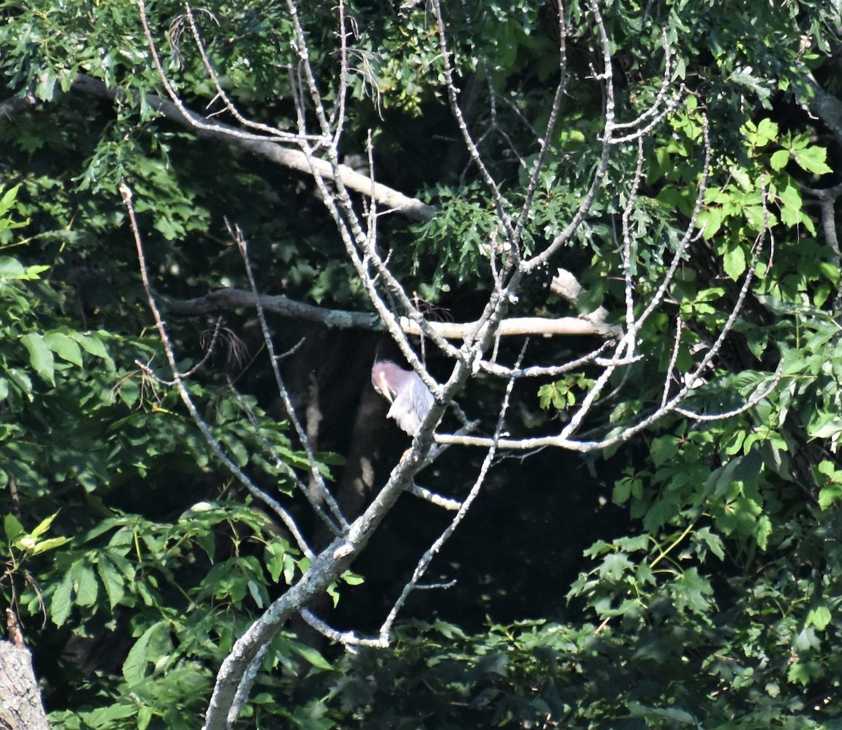 Green Heron - sharon dellinger