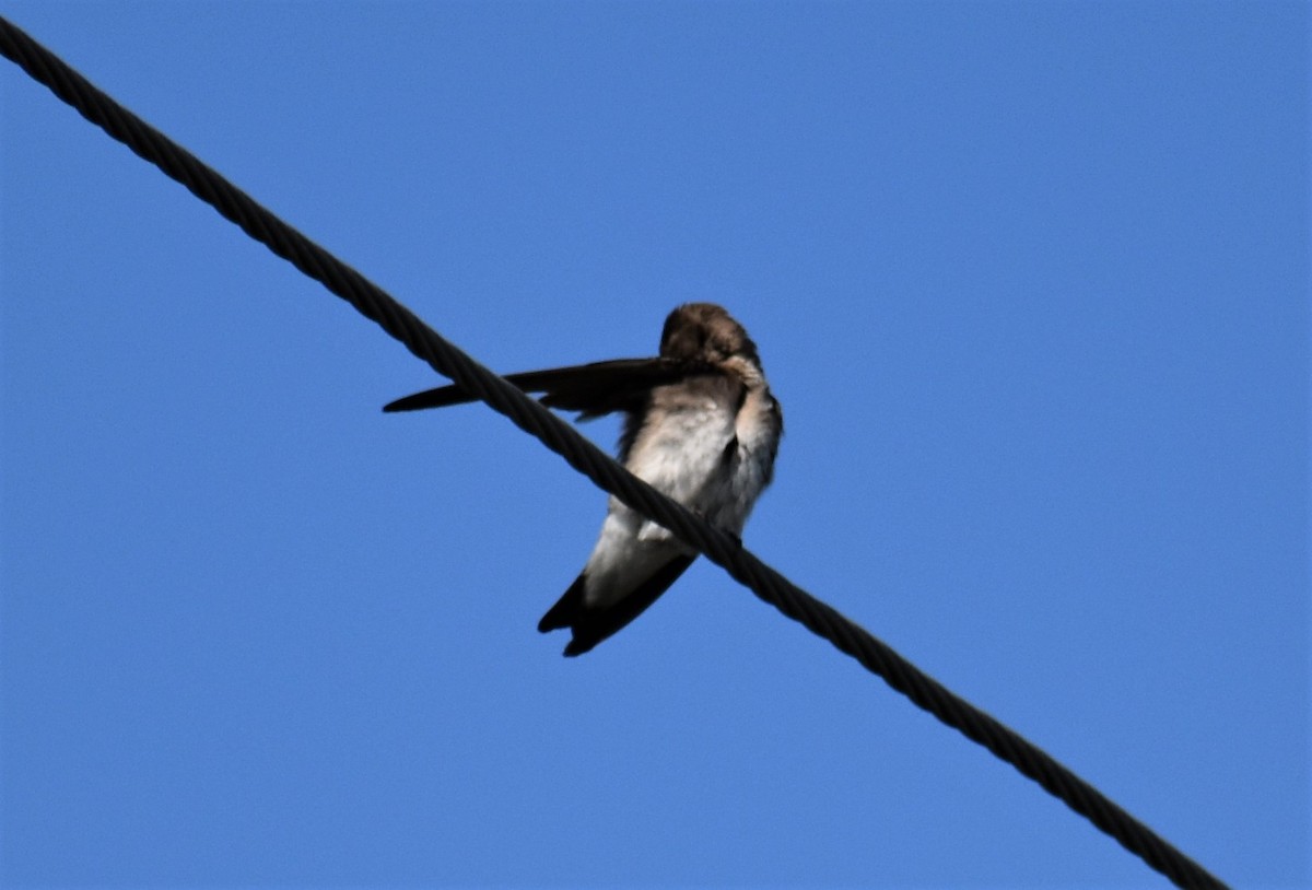 Northern Rough-winged Swallow - sharon dellinger