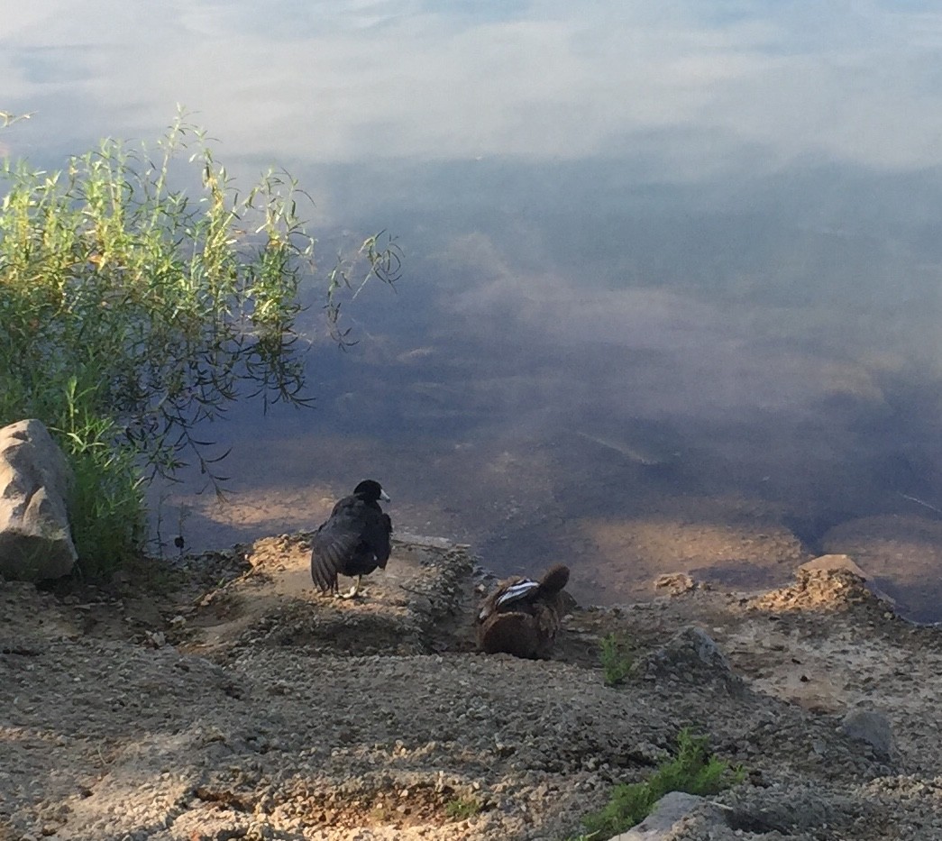 American Coot (Red-shielded) - Roseanna Denton