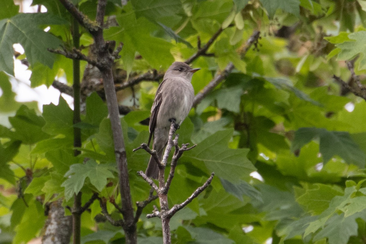 Western Wood-Pewee - ML166262041