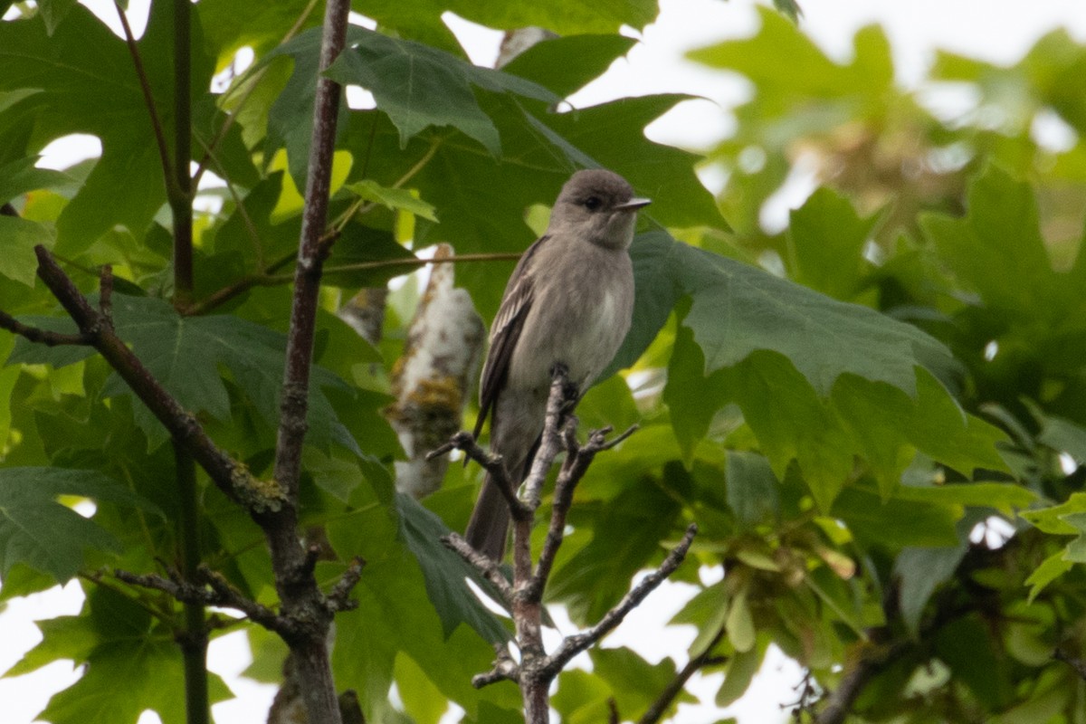 Western Wood-Pewee - ML166262051