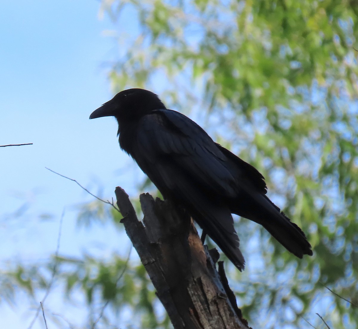 Fish Crow - ML166262101