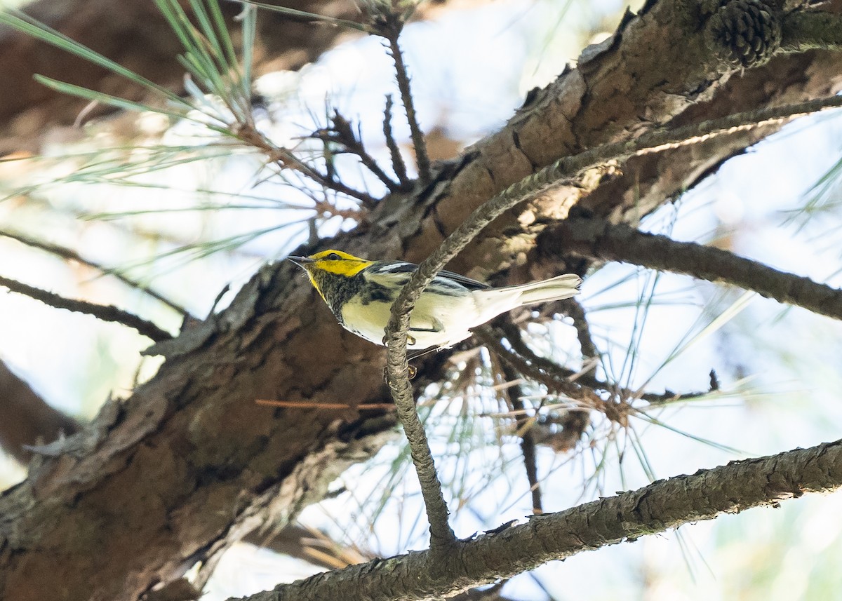 Golden-cheeked Warbler - ML166262291