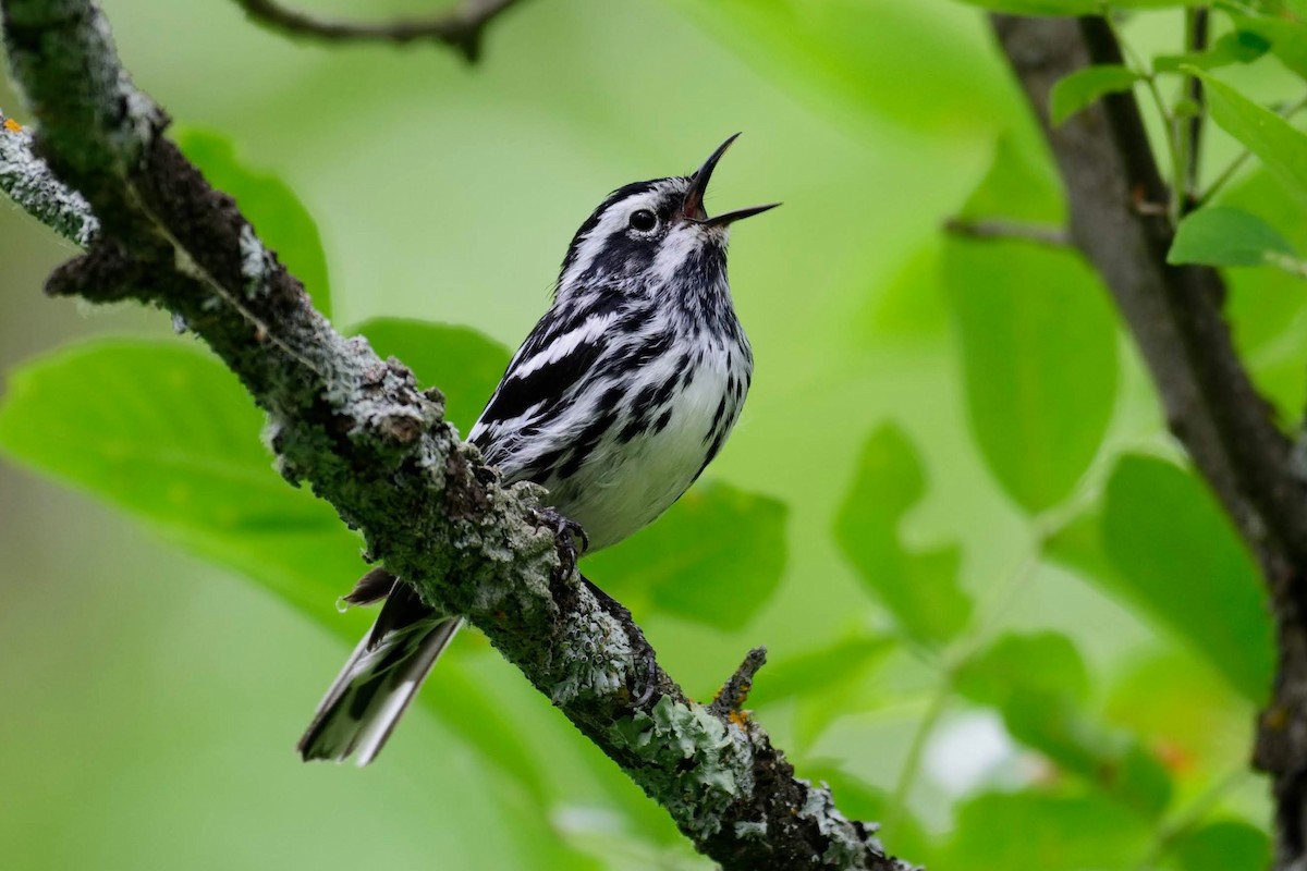 Black-and-white Warbler - ML166262601