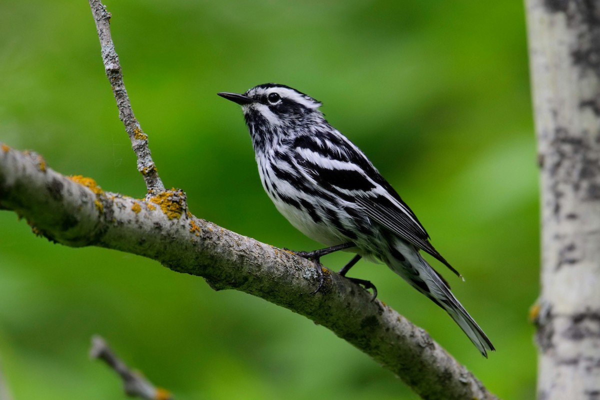 Black-and-white Warbler - ML166262611